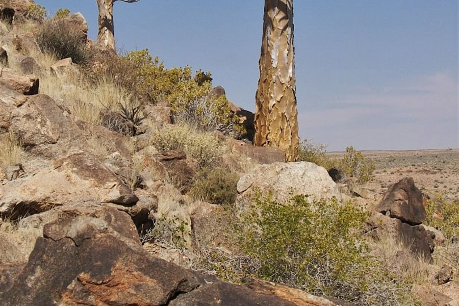 Aloe Dichotoma plant