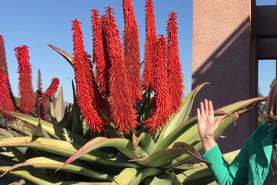 Aloe Ferox plant