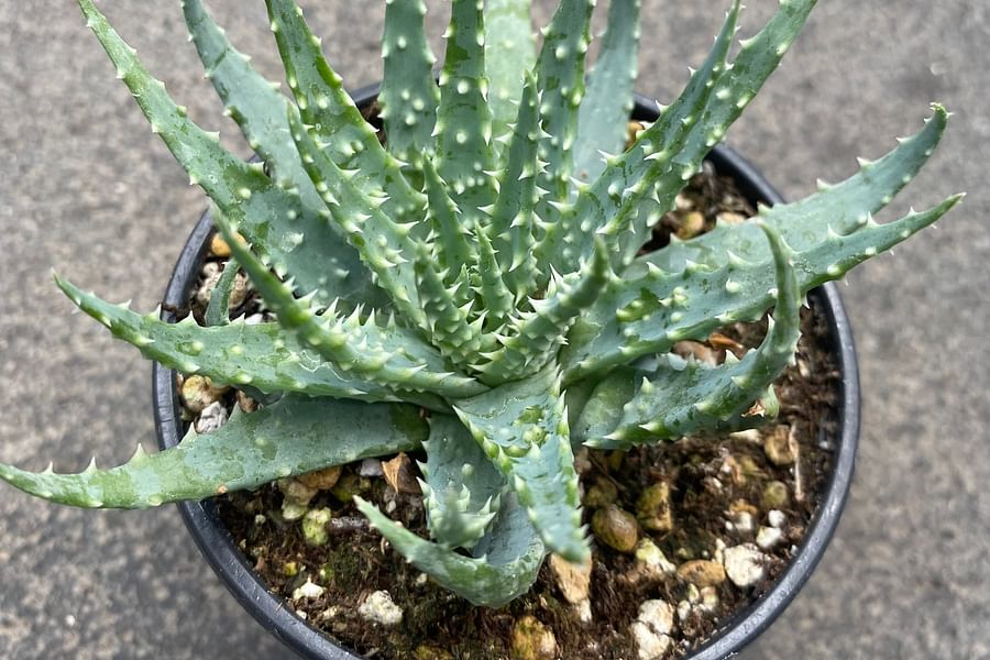 Aloe Humilis plant
