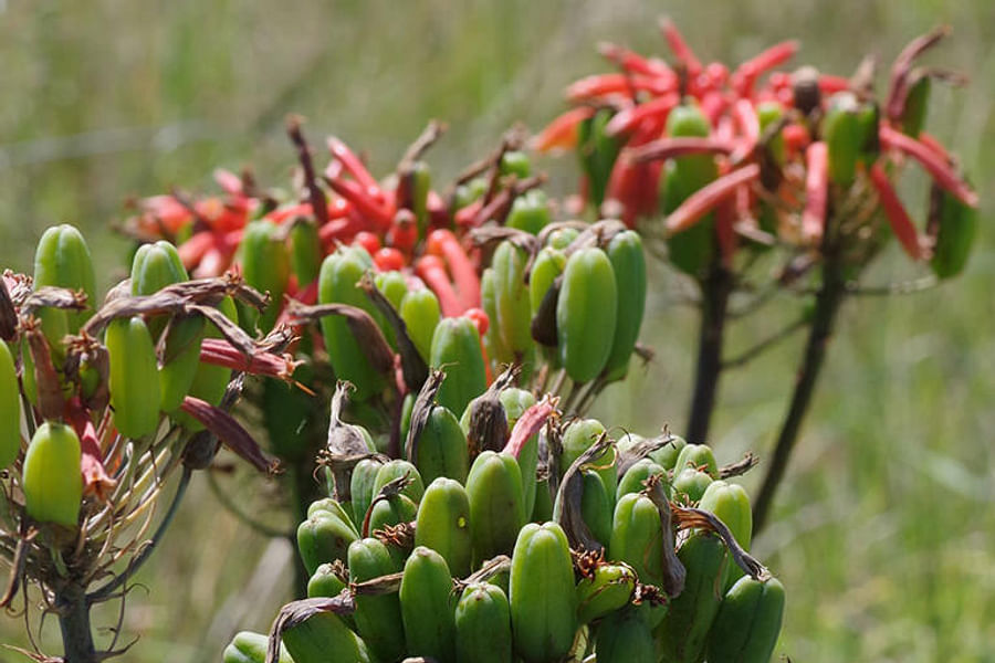 Aloe Maculata plant