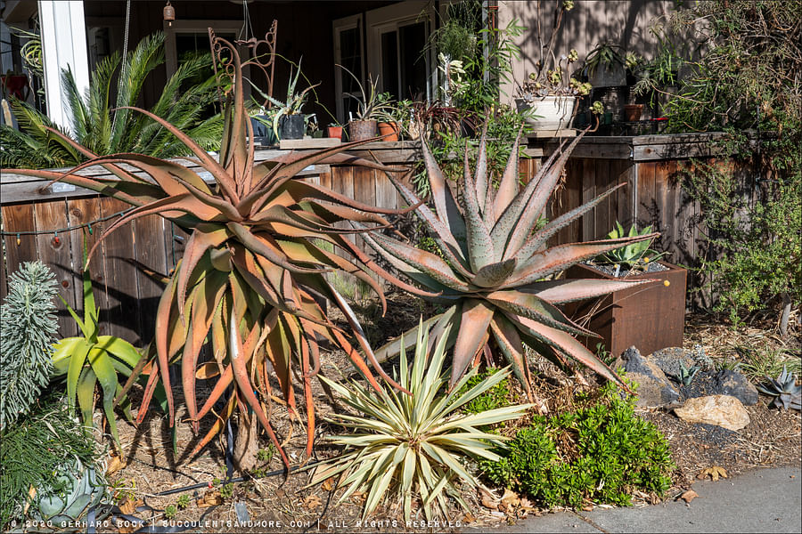 Aloe Marlothii plant