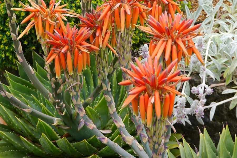Aloe Polyphylla plant