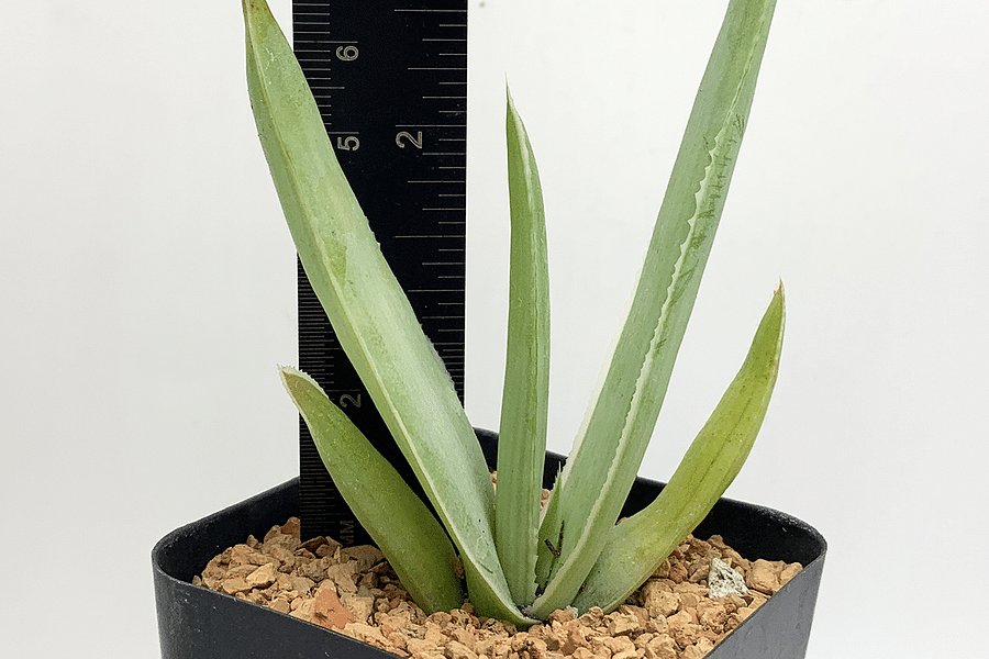 Aloe Striata plant