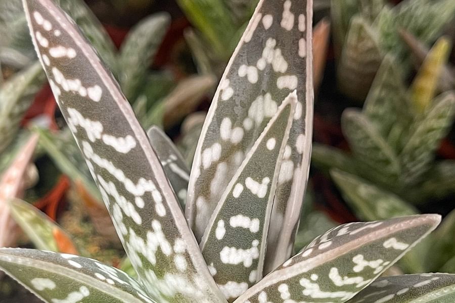 Aloe Variegata plant