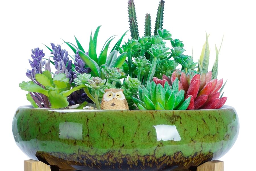 succulent pots with drainage