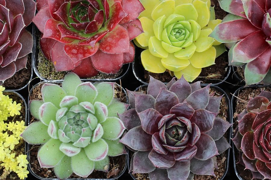 succulent seasonal care