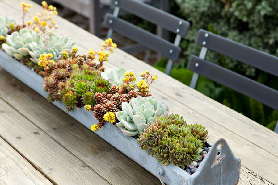 succulents in sunlight