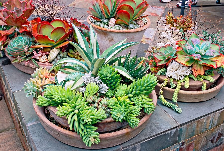 Variety of containers suitable for succulent plants