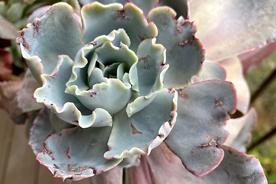 Succulent plant infested with mealybugs