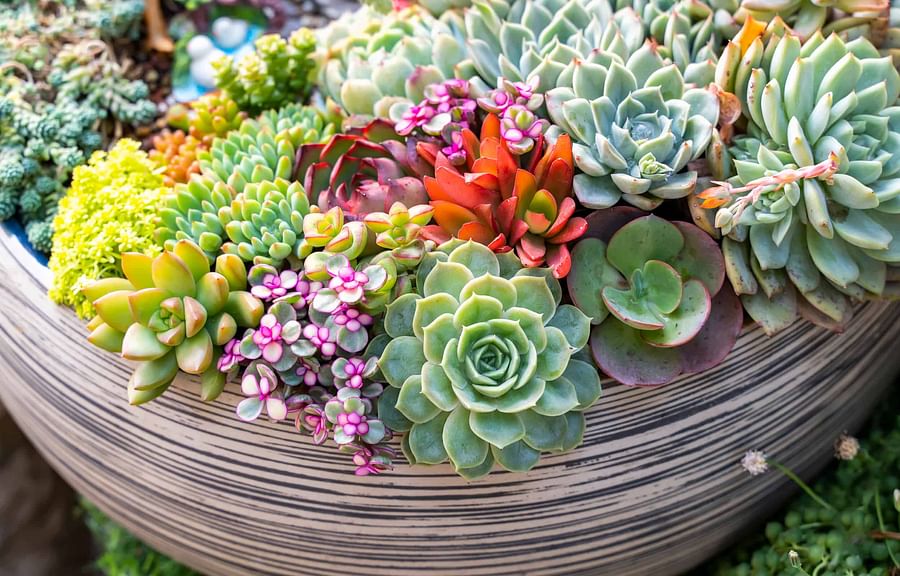 Assortment of vibrant succulents thriving in colorful pots