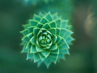 A Comprehensive Guide to Outdoor Succulent Care and Landscaping