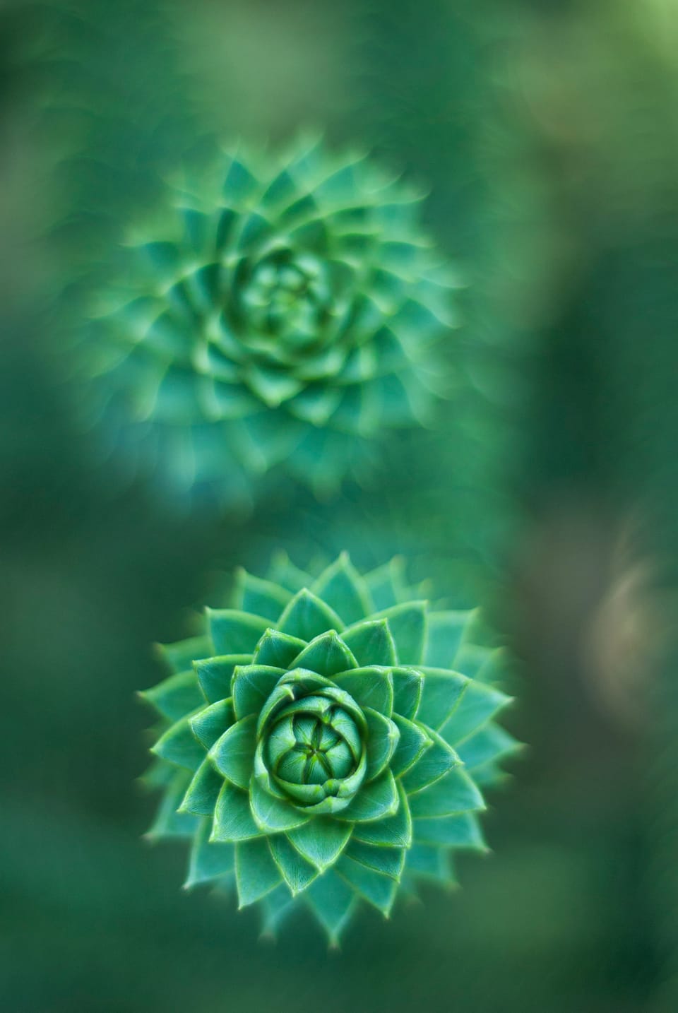 A Comprehensive Guide to Outdoor Succulent Care and Landscaping