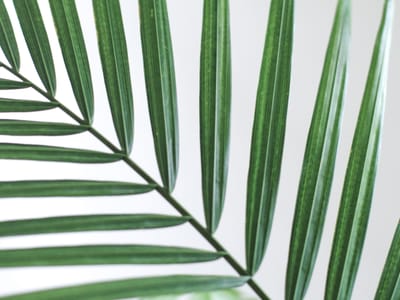 A Guide to Choosing the Perfect Succulent for Your Space: Factors to Consider and Popular Options