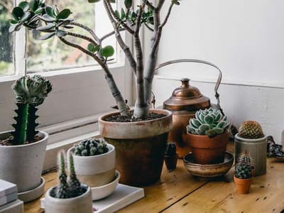 Bear Paw Succulent: A Comprehensive Care Guide for This Unique Plant