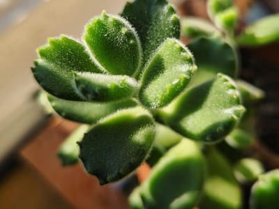 Caring for Overwatered Succulents: Signs, Prevention, and Recovery Tips