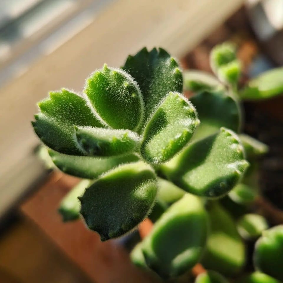 Caring for Overwatered Succulents: Signs, Prevention, and Recovery Tips