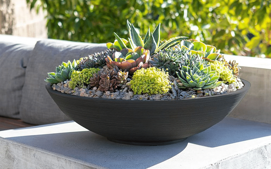 Choosing The Ideal Succulent Pot A Guide On Materials Sizes And Styles