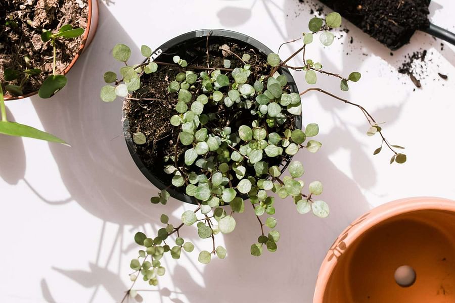 Variety of vibrant succulents suitable for terrariums