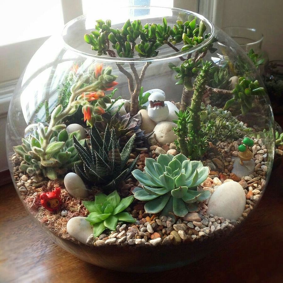 Variety of beautifully designed succulent terrariums