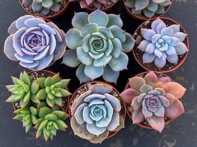 Decoding Succulent Identification: A Guide to Recognizing Popular Varieties