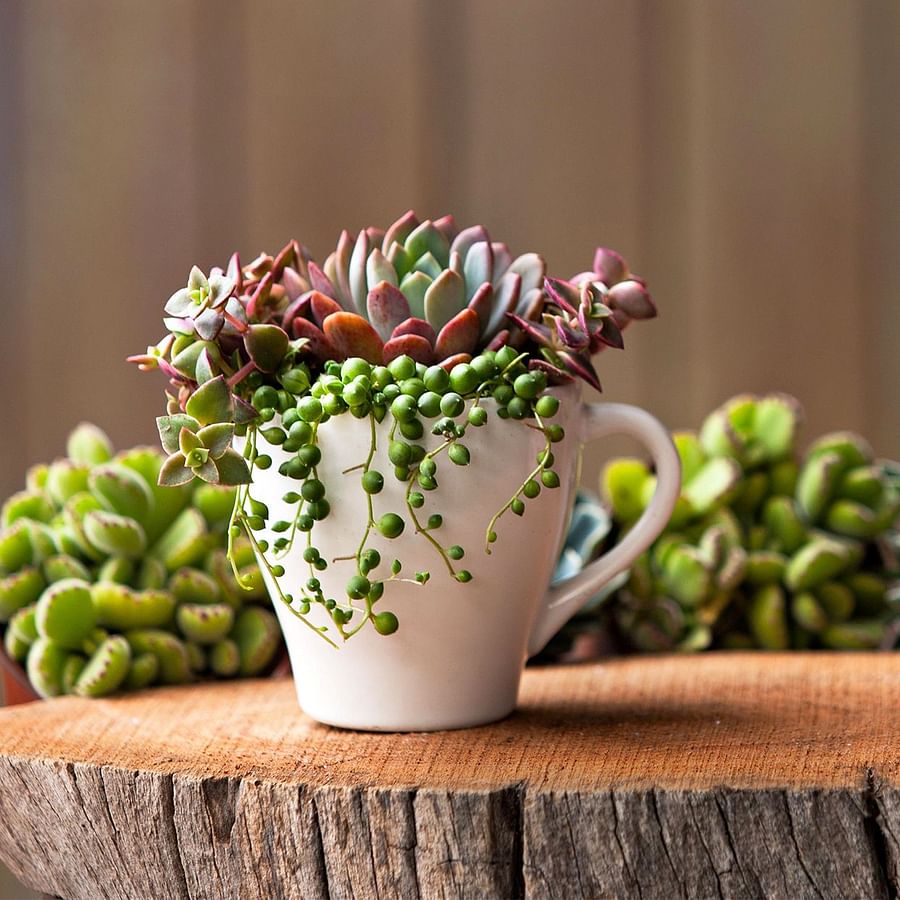 A variety of creative DIY succulent planter ideas showcasing repurposed toys and hanging planters