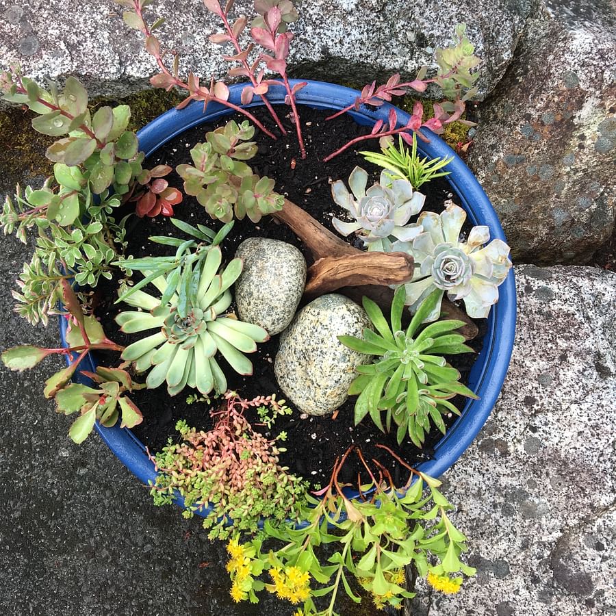 Variety of colorful succulents in creative DIY planters
