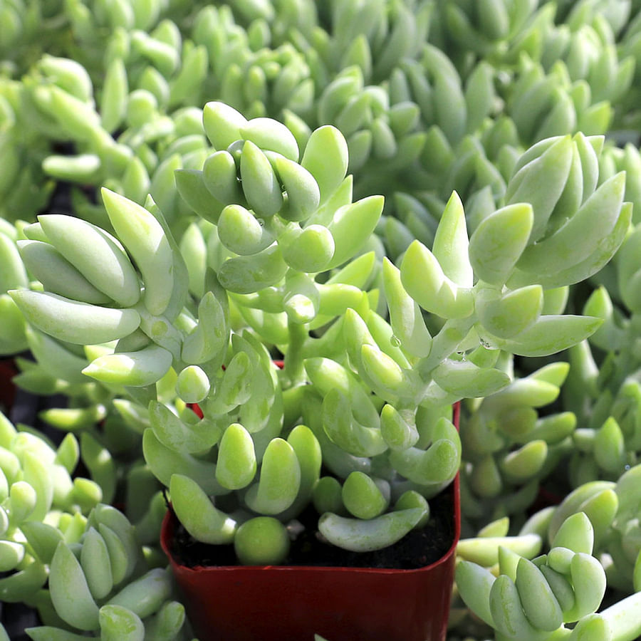 Healthy Donkey Tail Succulent Close-Up
