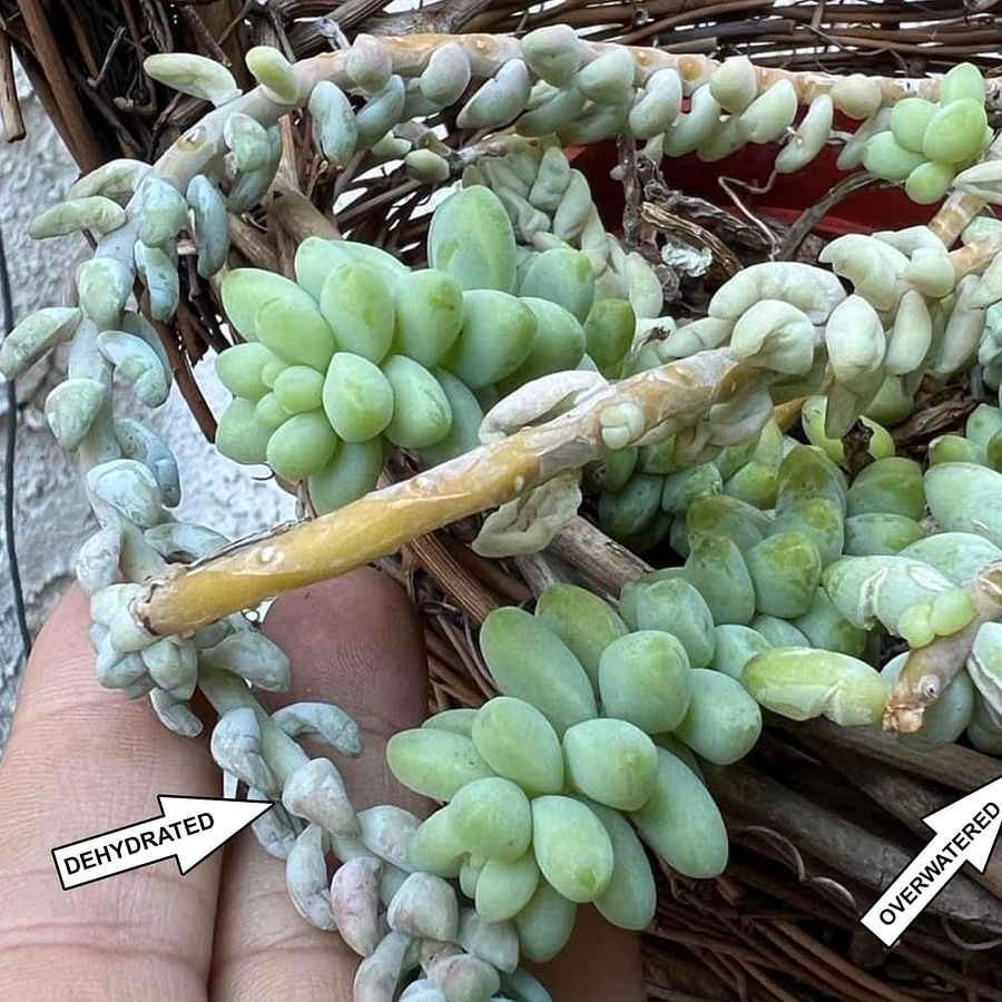 Overwatered Donkey Tail Succulent Showing Signs of Damage