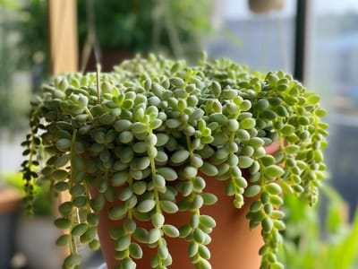 Donkey Tail Succulent: Growth, Care, and Propagation Tips