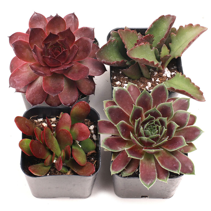 Colorful variety of vibrant succulent plants