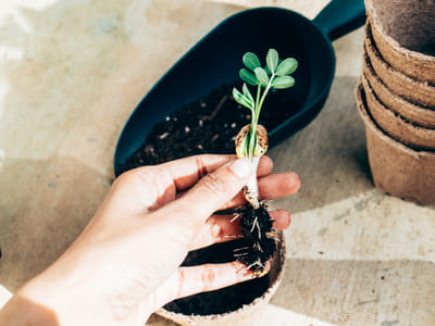 How to Choose the Perfect Soil and Pots for Your Succulent Garden