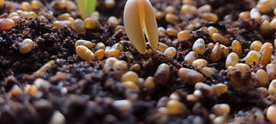 Propagation Tips