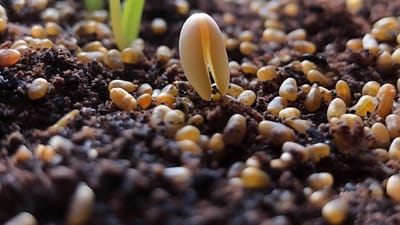How to Grow Succulents from Seeds: A Step-by-Step Guide for Successful Germination