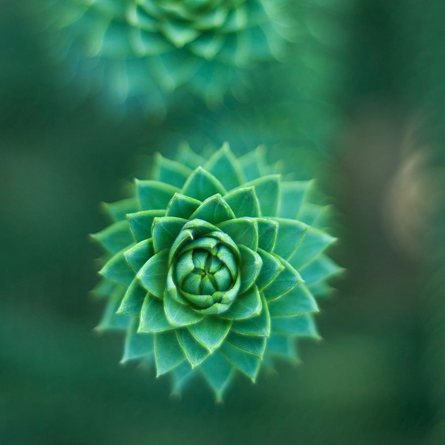 A set of grow lights, heating mat, and labels for succulent cultivation