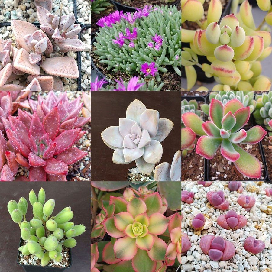 How to Grow Succulents from Seeds: A Step-by-Step Guide for Successful ...