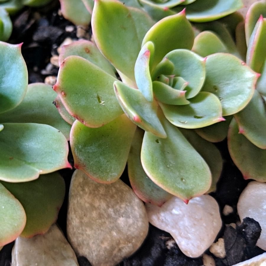 Collection of diseased succulents showing common symptoms