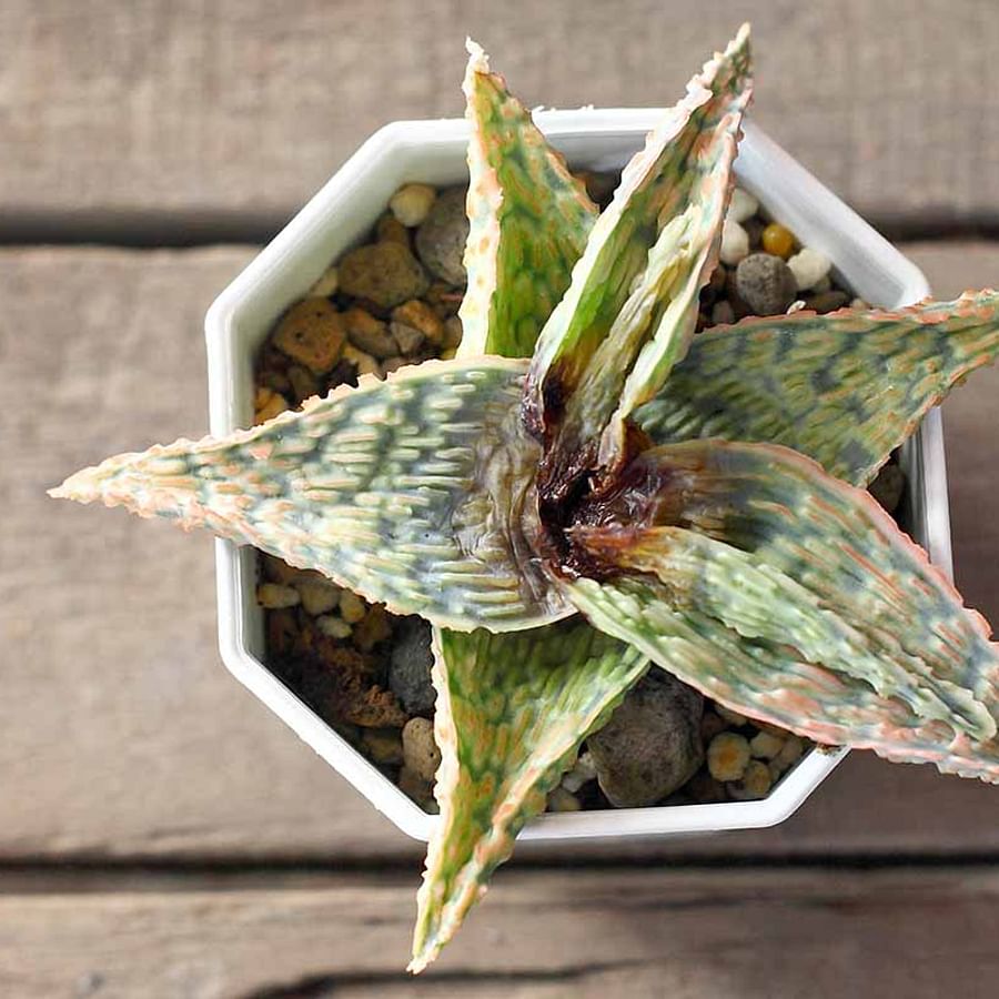 Collection of succulents showing signs of pest infestations