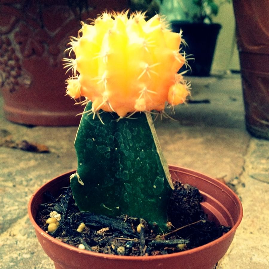 Colorful Moon Cactus on a windowsill catching sunlight