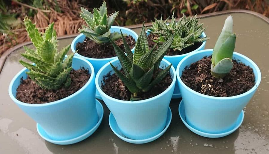 Well-preserved dried succulents in a display