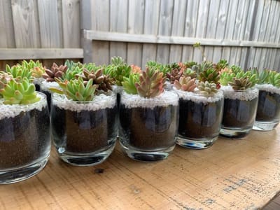 The Art of Succulent Pruning: How to Shape and Maintain Your Plants