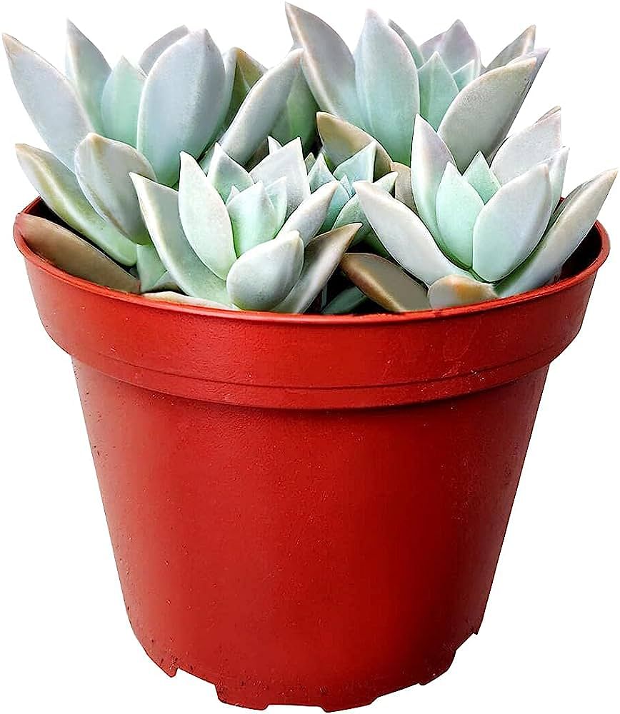 The Ultimate Guide to Indoor Succulent Care Tips and Tricks for Thriving Plants