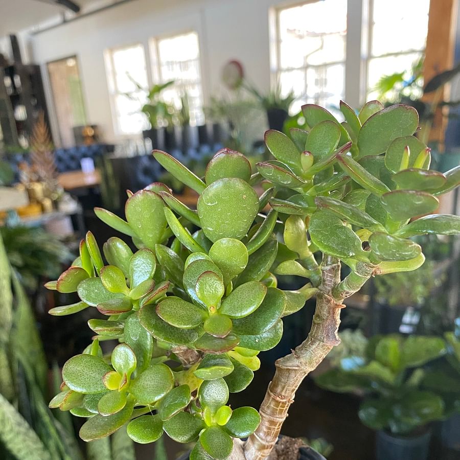 Lush and healthy Jade Plant