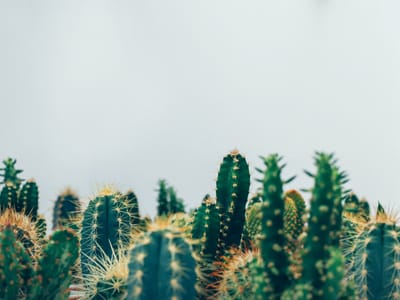 Top 10 Easy-to-Grow Succulents for Beginners: Varieties and Care Tips