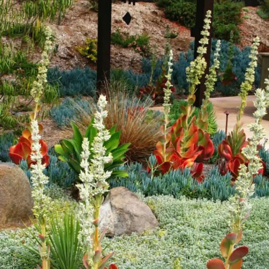 Vibrant and healthy Paddle Plant, a beginner-friendly succulent