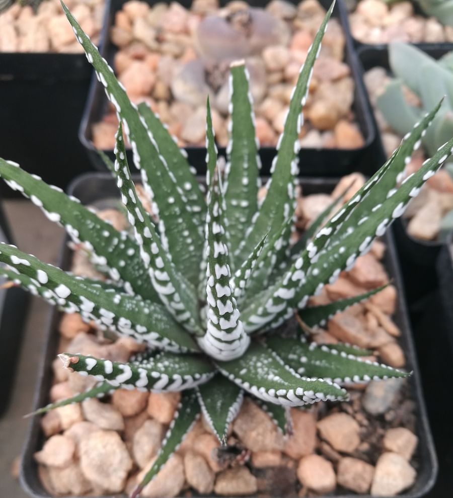 Sculptural Haworthia succulent plant