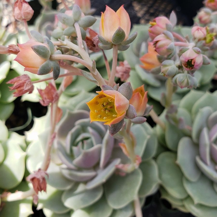 Blooming Echeveria succulent plant in a pot
