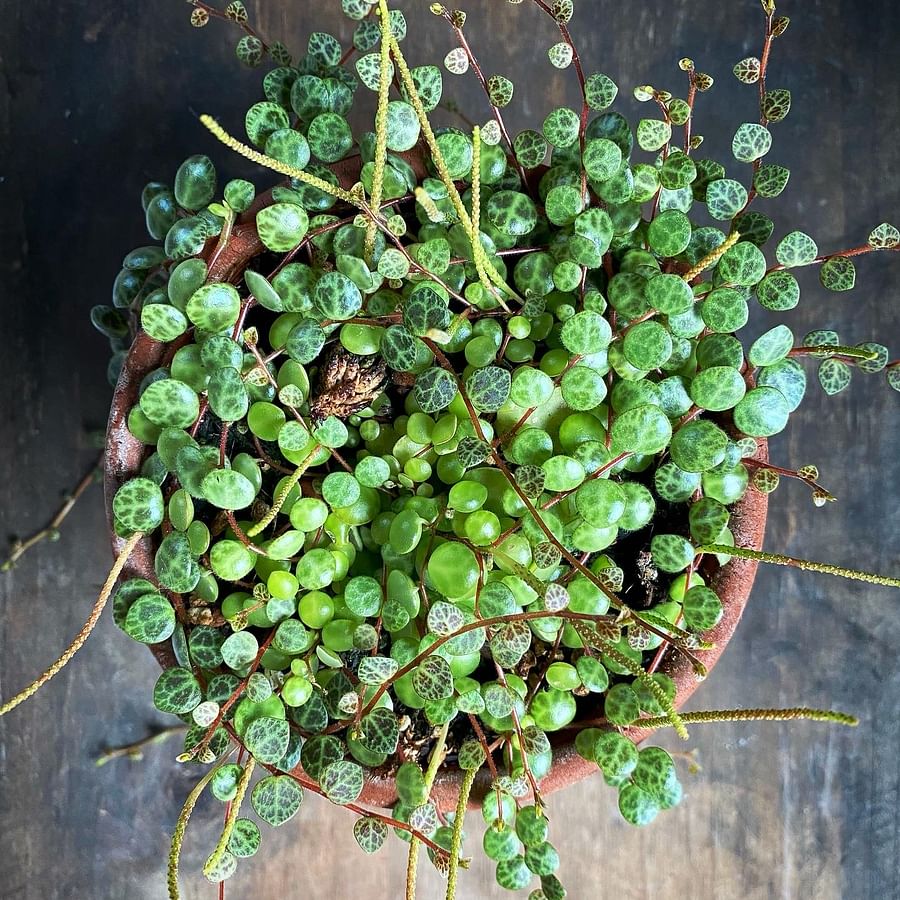 Lush and overflowing String of Pearls succulent