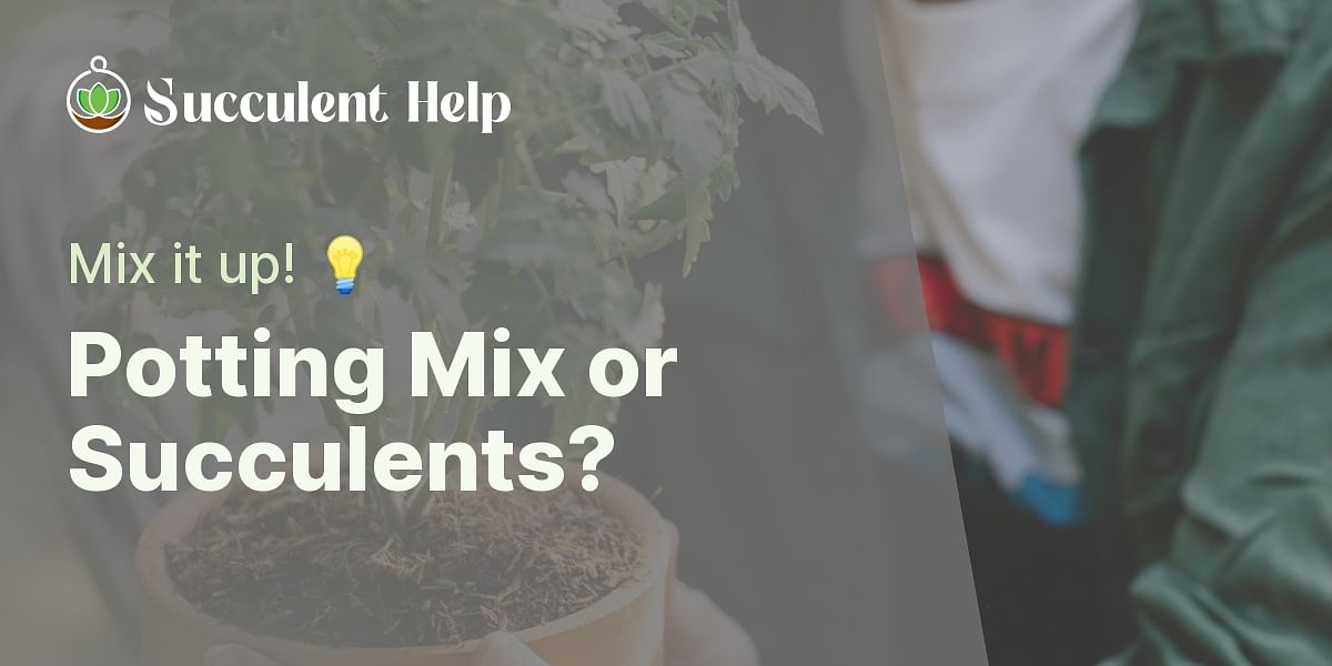 Can I use potting mix for my succulents?