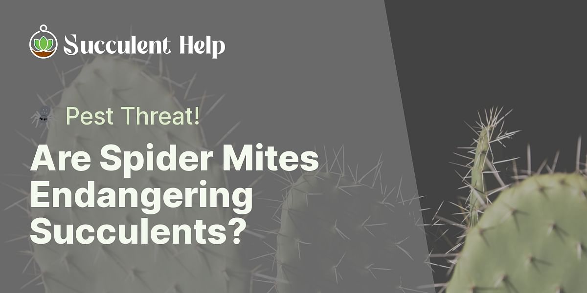 Can spider mites harm succulent plants?