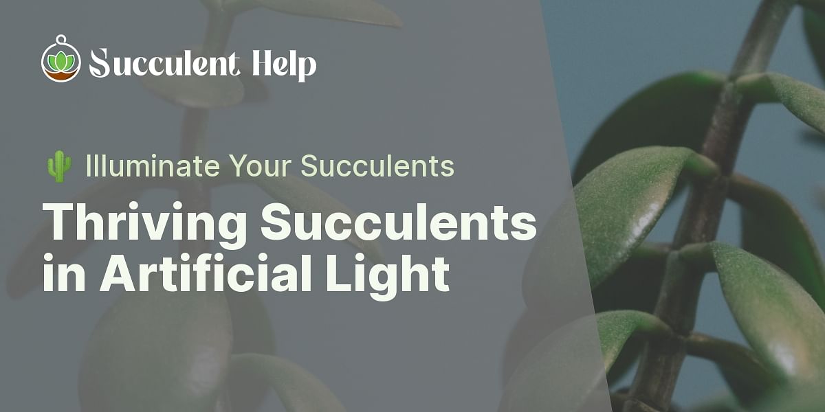 Can succulent plants survive in artificial light?